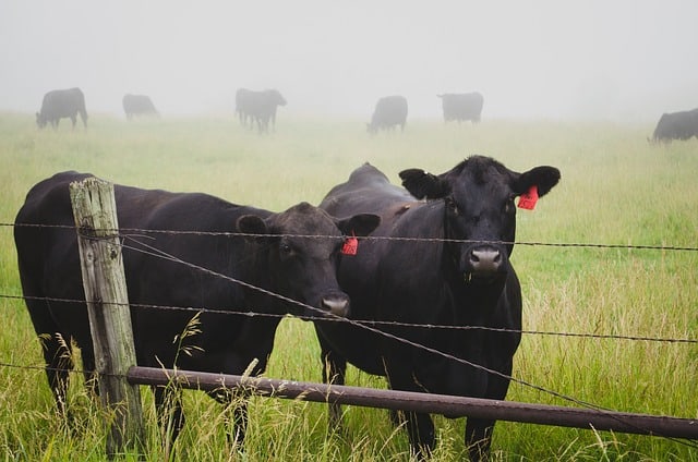 Largest Cattle Farm In The United States