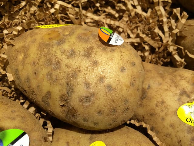 Potato Silver Scurf