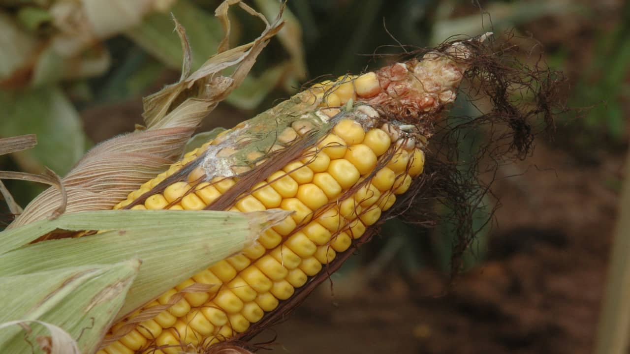 Symptoms Of The Most Common Corn Ear Rots 4587