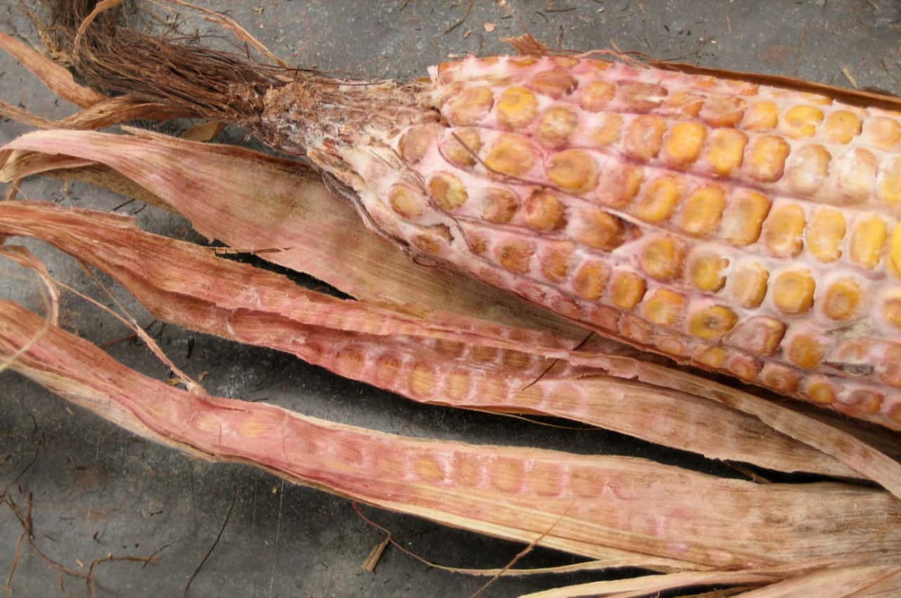 Symptoms Of The Most Common Corn Ear Rots 3563