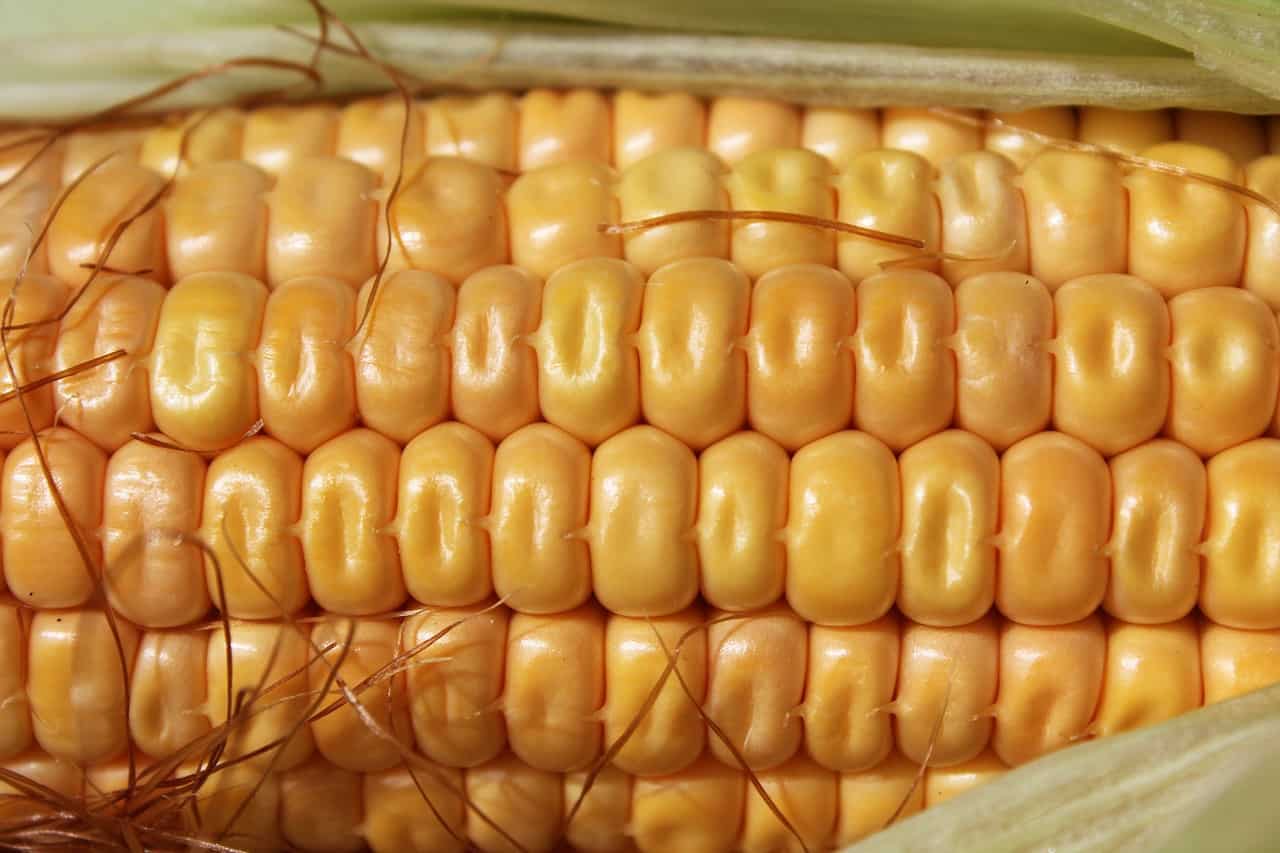 healthy corn cob