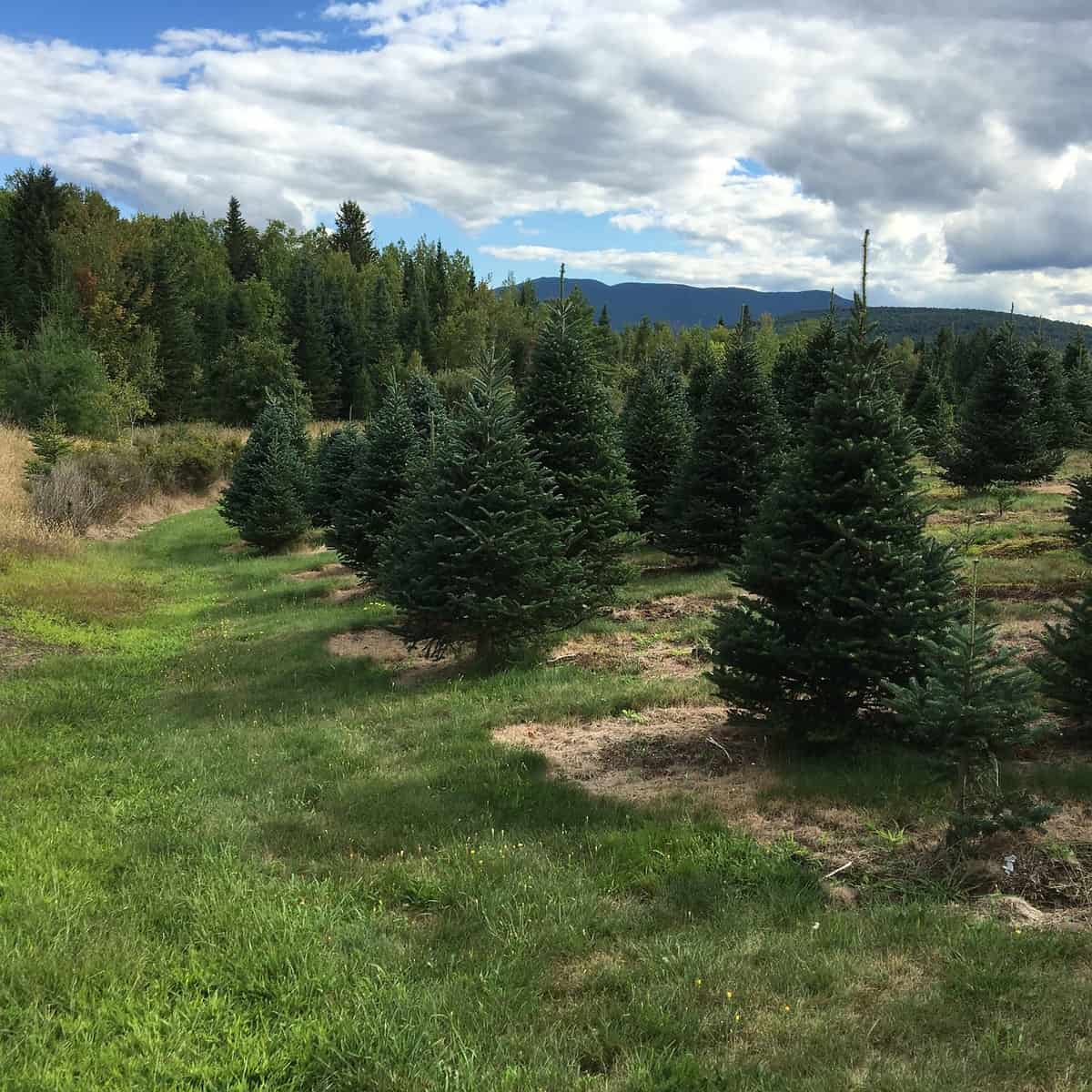 Top 5 most popular Christmas trees species in the world