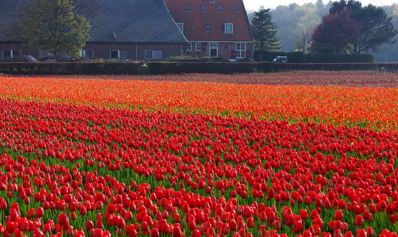 Top 11 Most Beautiful tulips fields in the Netherlands