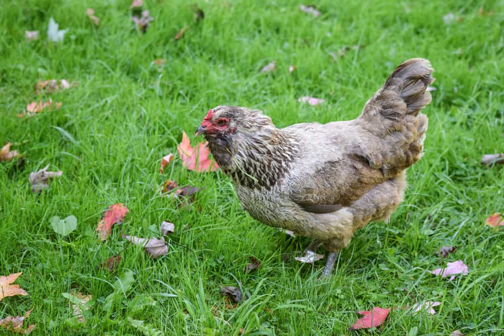 best chicken breed for egg production