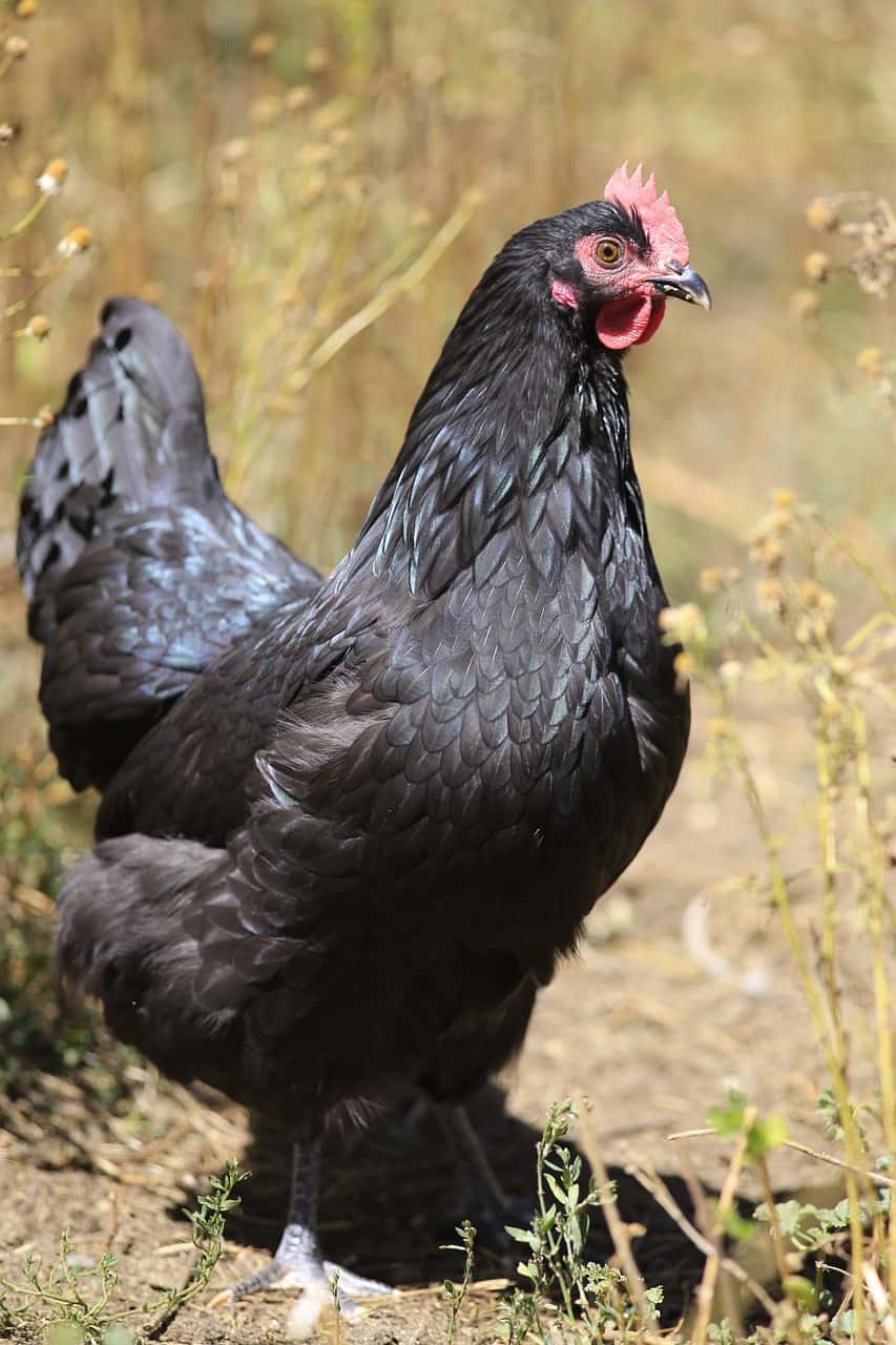 Different Breeds Of Chickens Chart