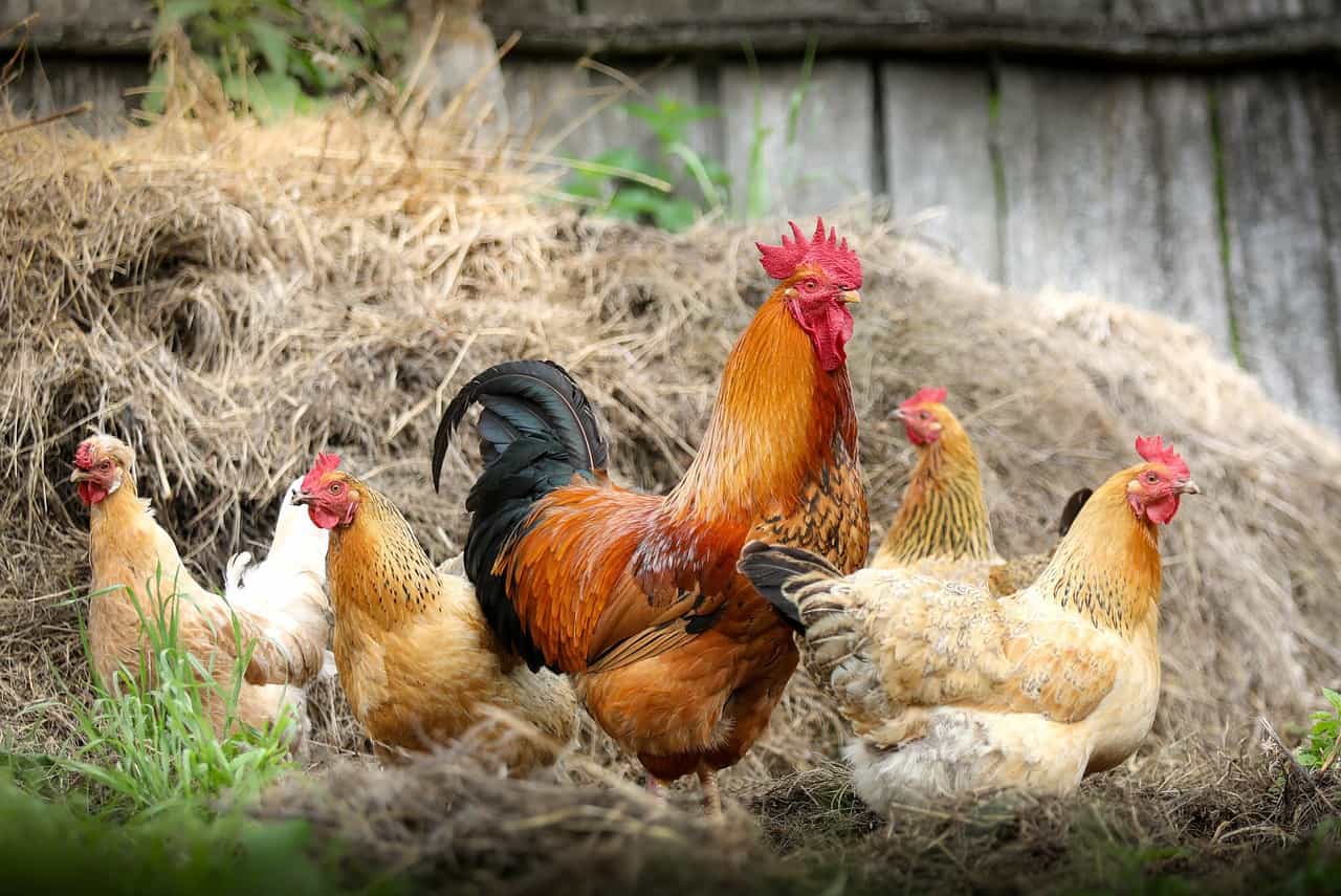 Different Breeds Of Chickens Chart