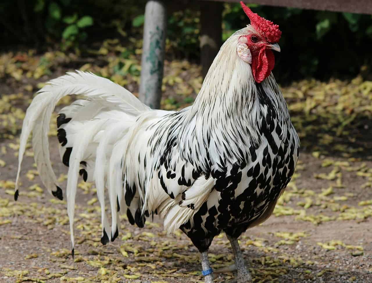Top 13 Best And Most Productive Egg Laying Chicken Breeds Top 13 Best And Most Productive Egg Laying Chicken Breeds