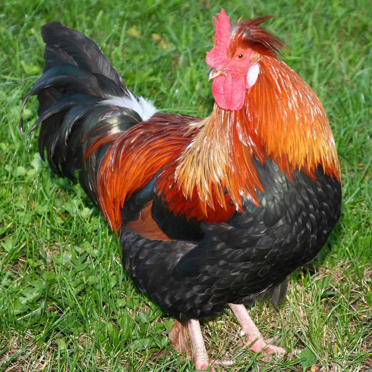 Best Egg Laying Chicken Breeds With Name And Pictures | Sexiz Pix