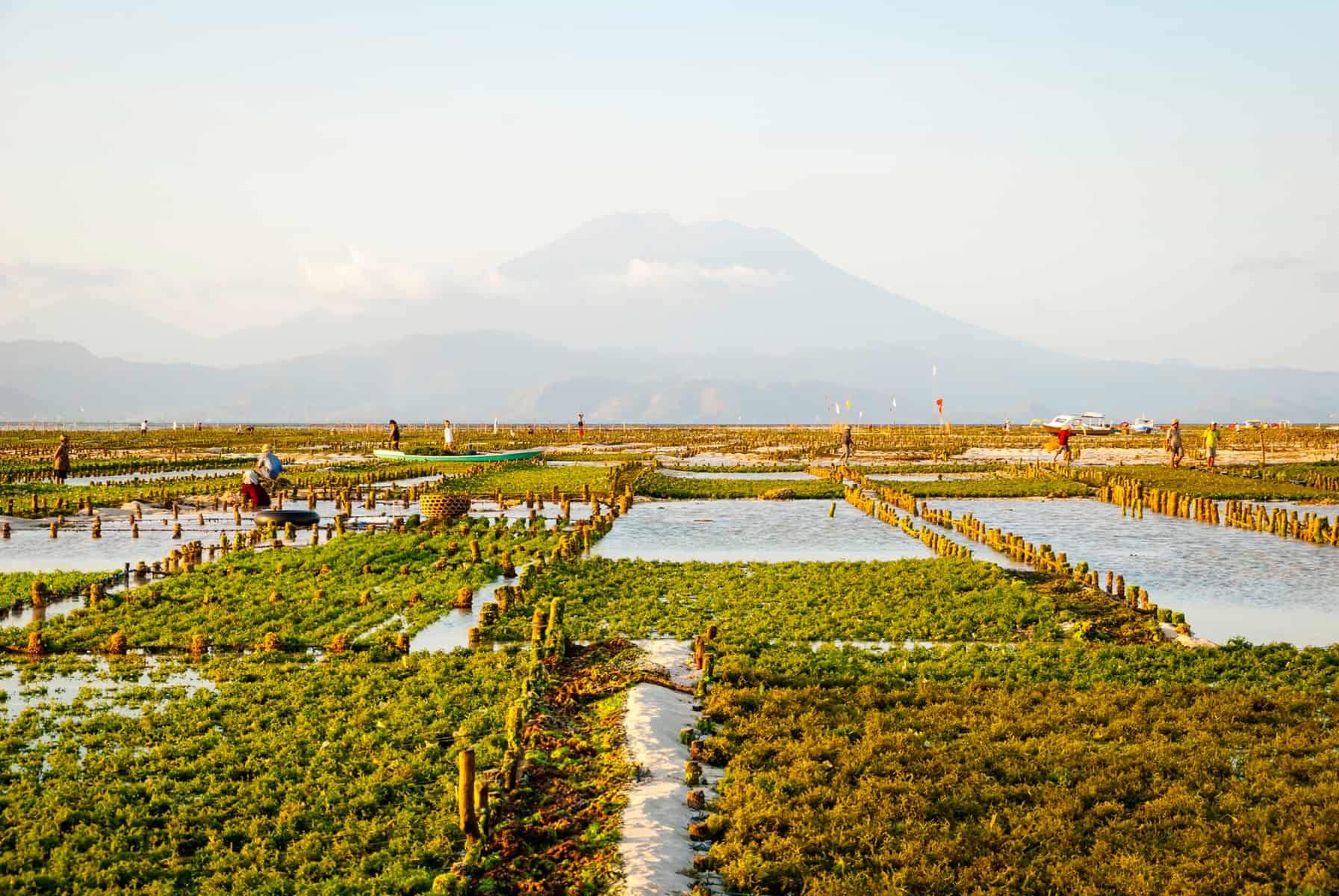 The economic benefits of algae farms - Algaculture & Biofuels