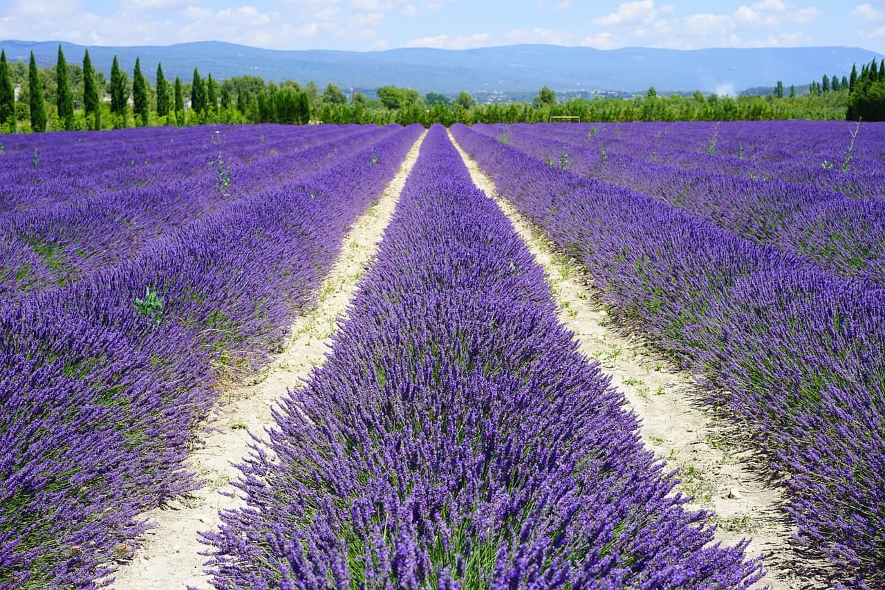Lavender field, Provence (Photo: agronomag.com)