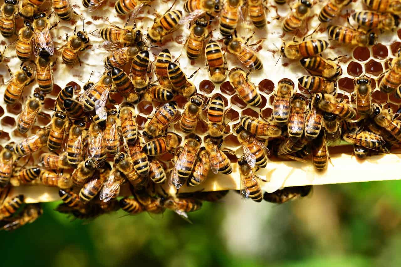 canada-joins-the-list-of-countries-to-ban-the-use-of-neonicotinoid