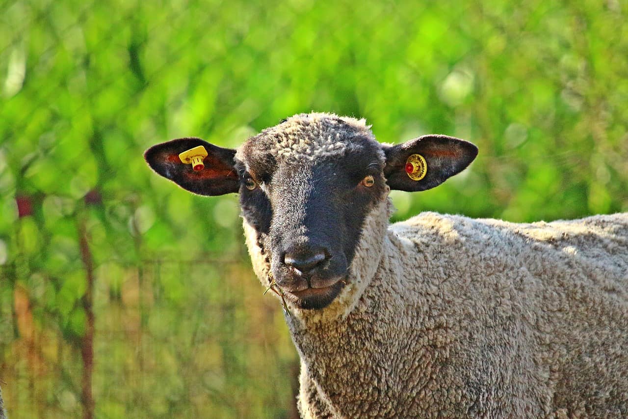 wool types things sheep merino know clothing