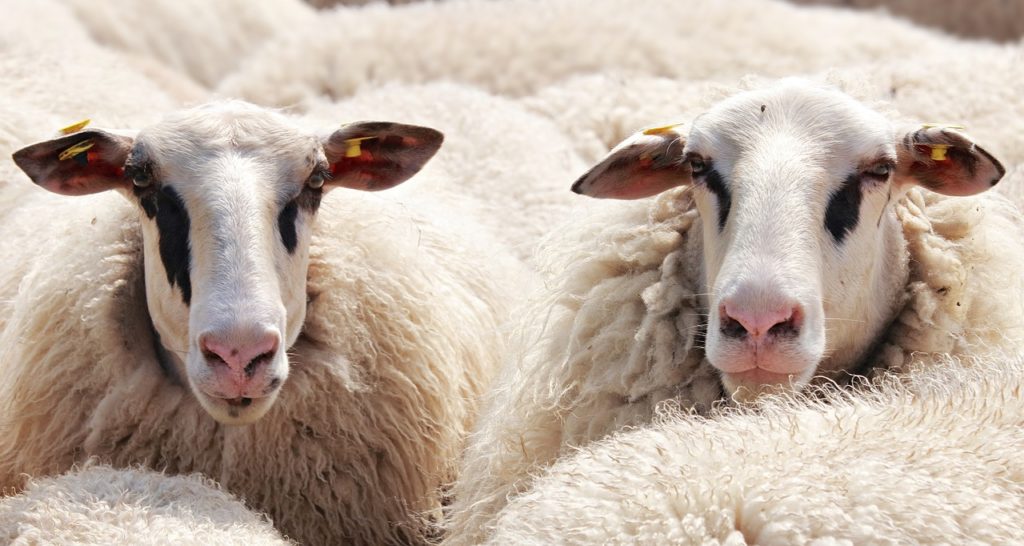 11-things-to-know-about-wool-types-of-wool