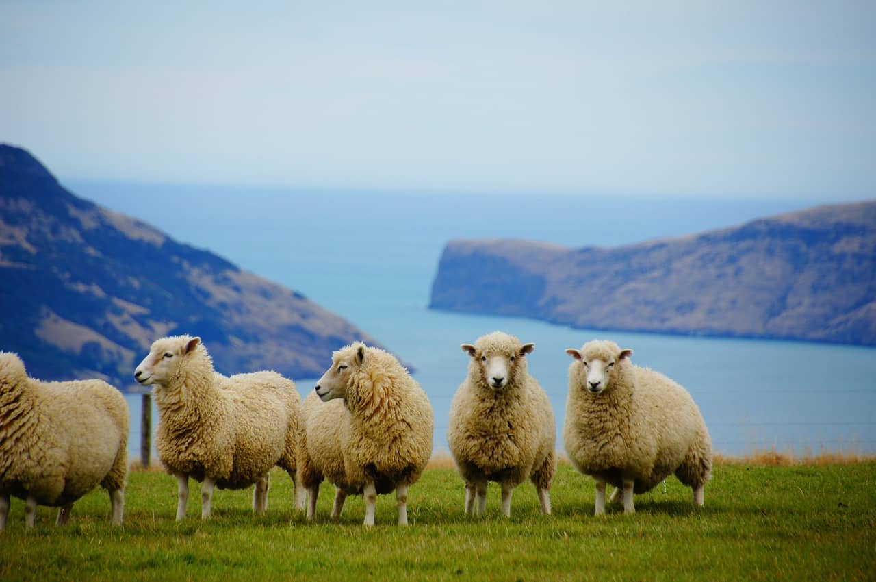 flock of sheep grazing