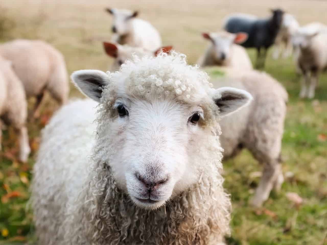 Sheep Feeding Chart