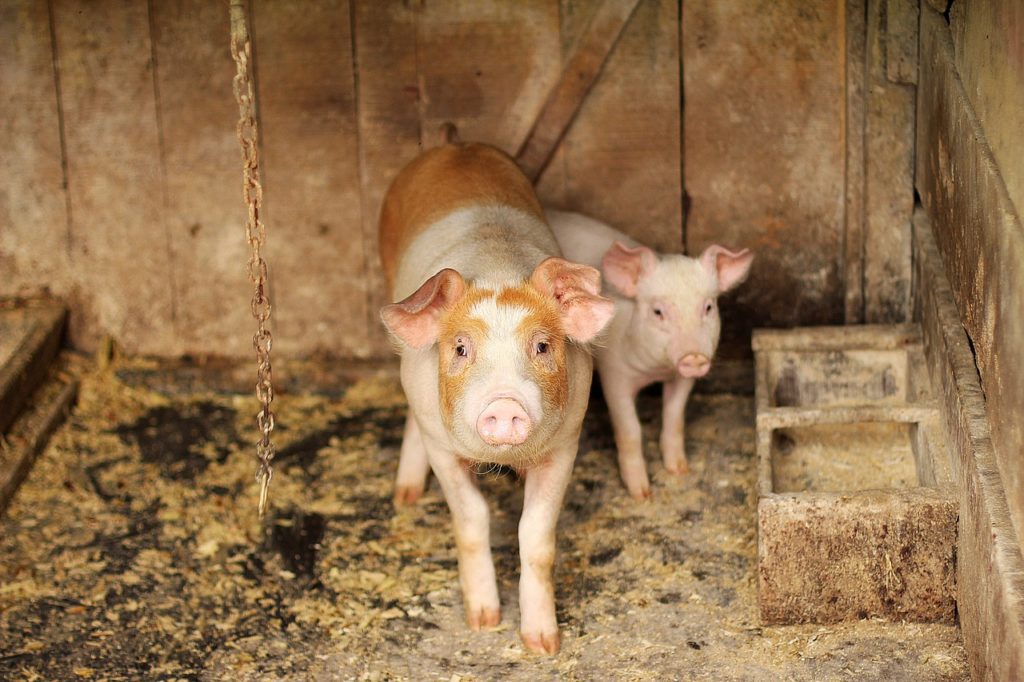 pig farm housing