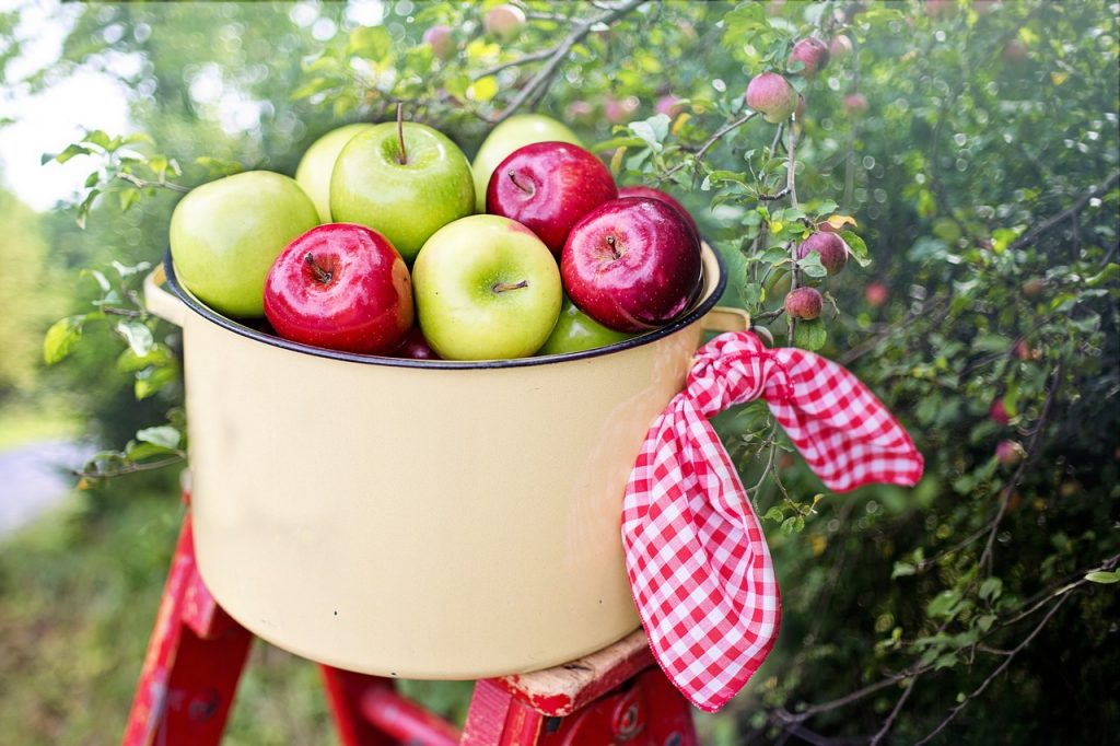 apples in orchard