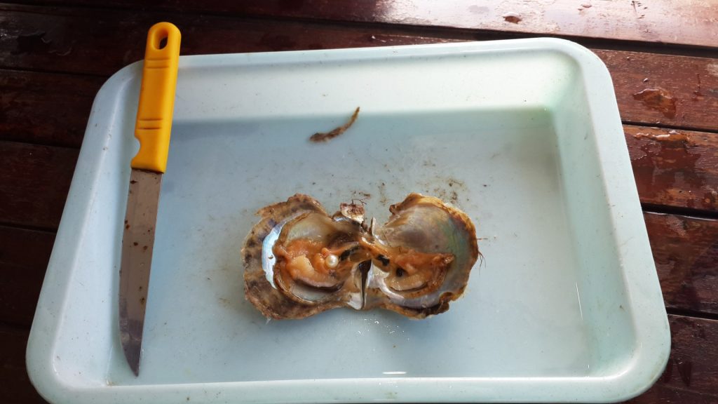 pearl harvesting