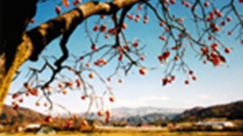 Red Persimmons documentary