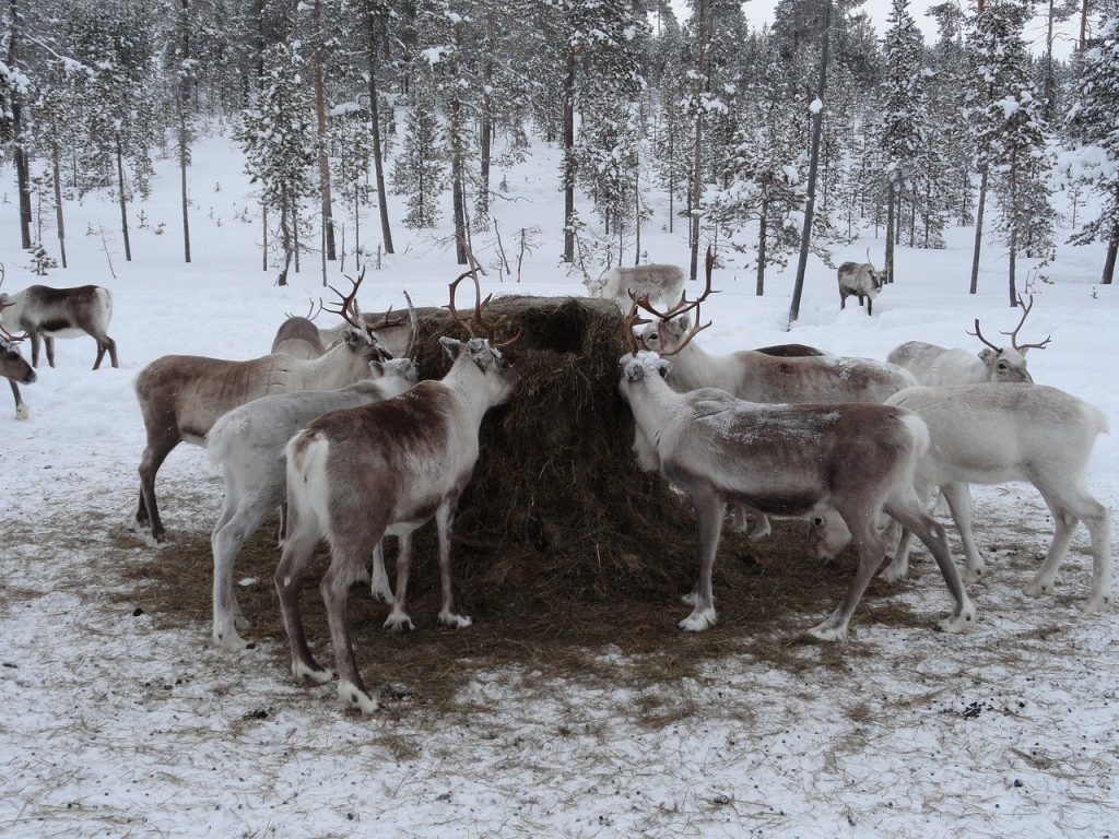 reindeer farm in Lapland