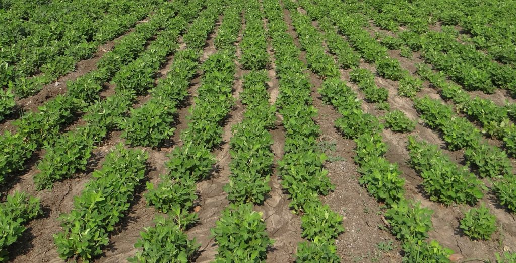 peanut field