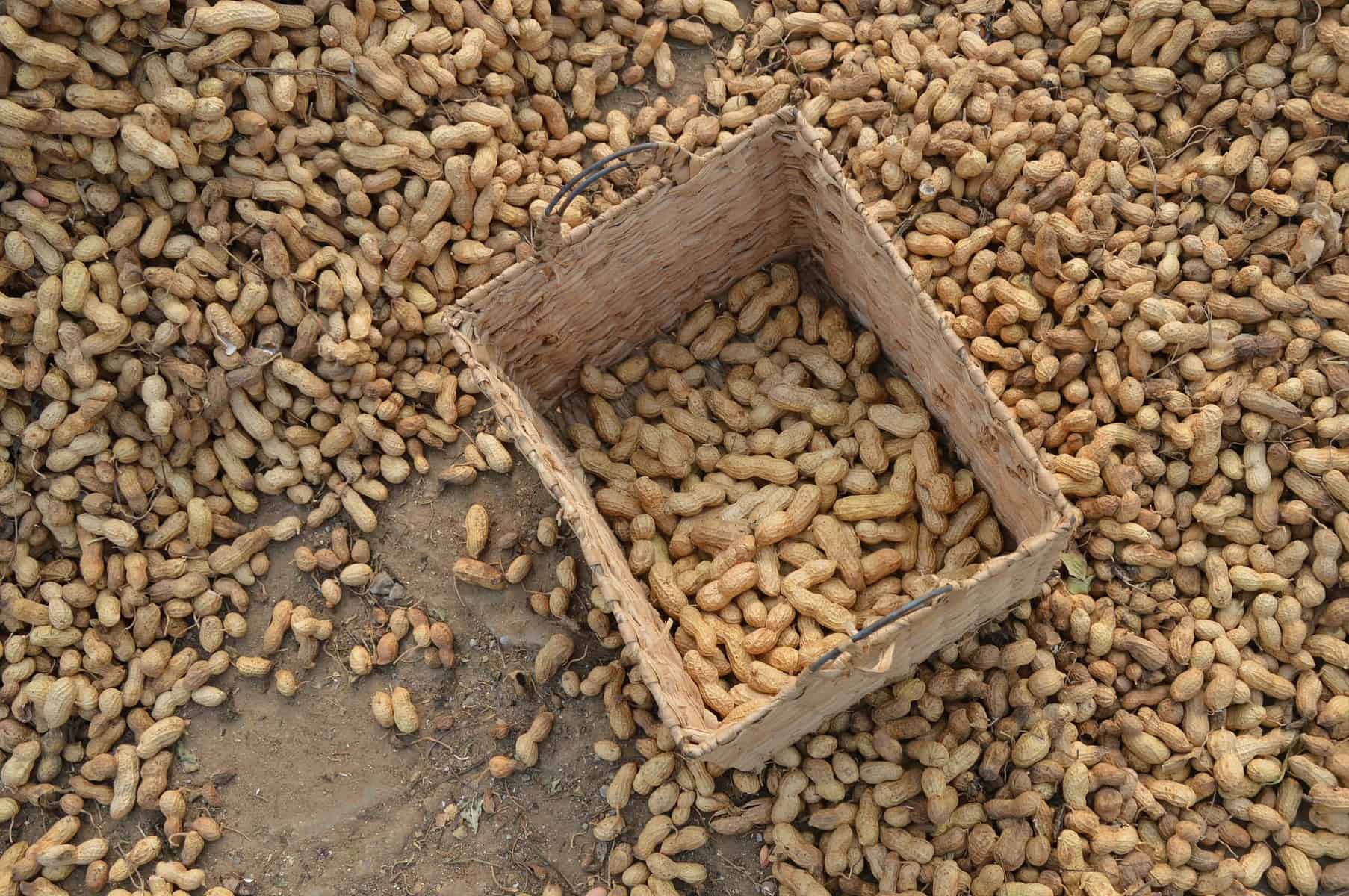 peanut-harvesting-agronomag
