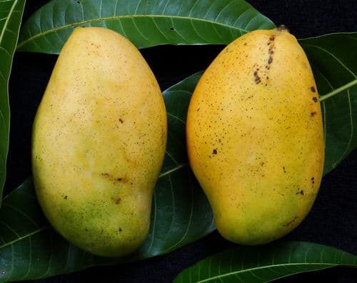 Francis mango