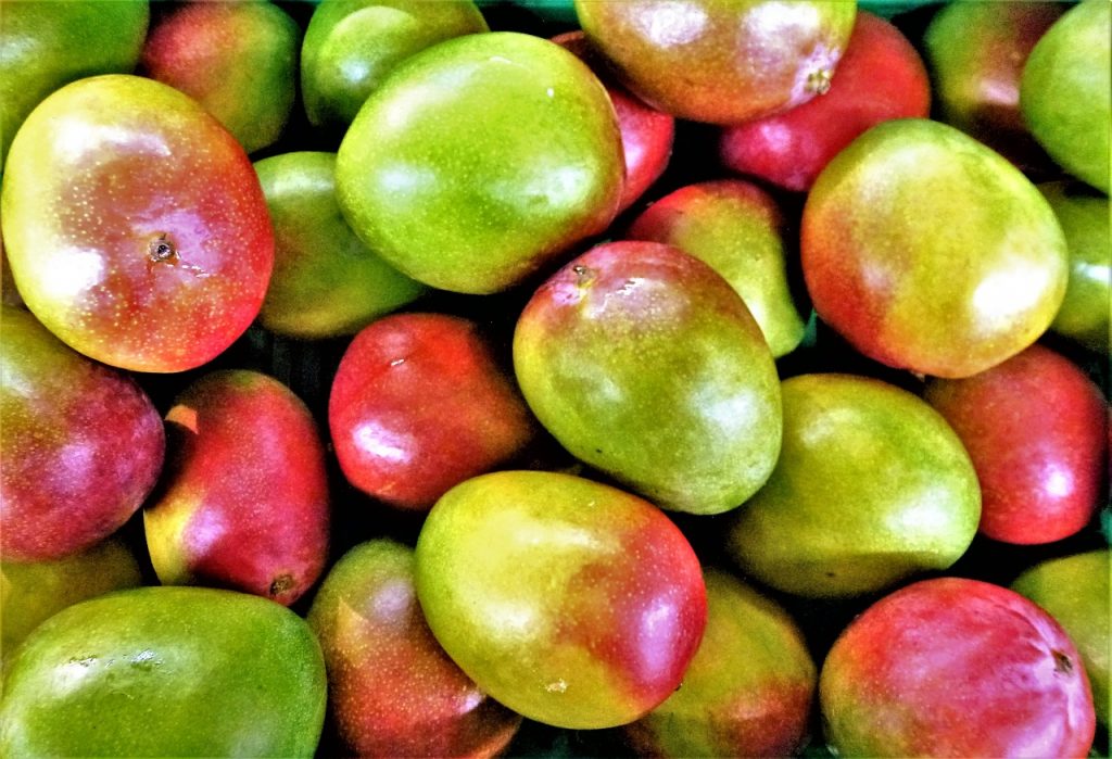 best-types-of-mangoes-with-high-commercial-value-and-delicious-taste